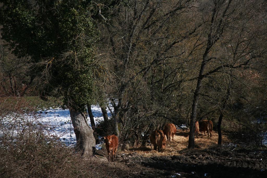 מלון Maturana Agroturismo La Casa Vieja מראה חיצוני תמונה